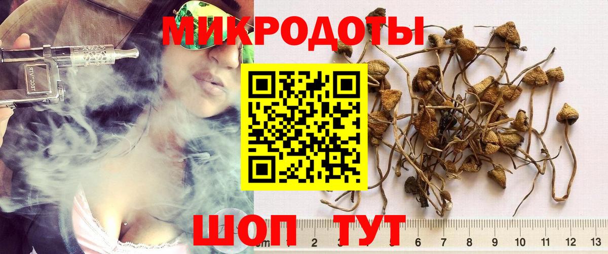 Псилоцибиновые грибы Psilocybine cubensis Обь
